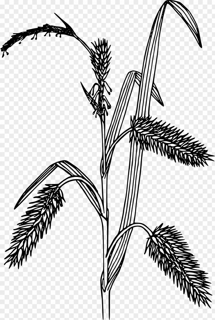 Line Art Carex Hystericina Clip PNG