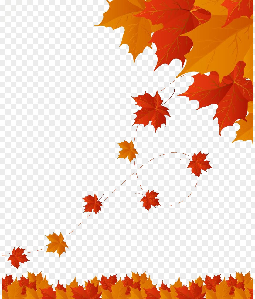 Maple Autumn Leaves Material Leaf Color PNG