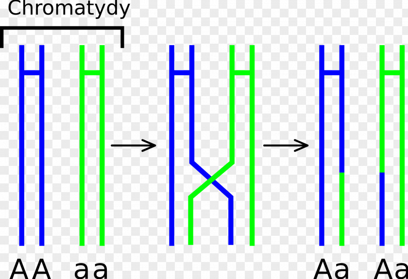Nici Chromosomal Crossover Meiosis Chromosome Prophase Genetics PNG