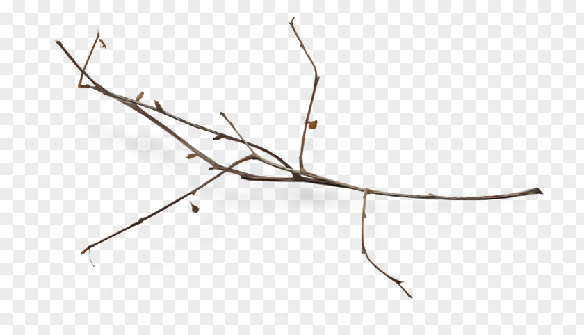 Plant Tree Branch Twig Leaf Walking Stick Insect Line PNG