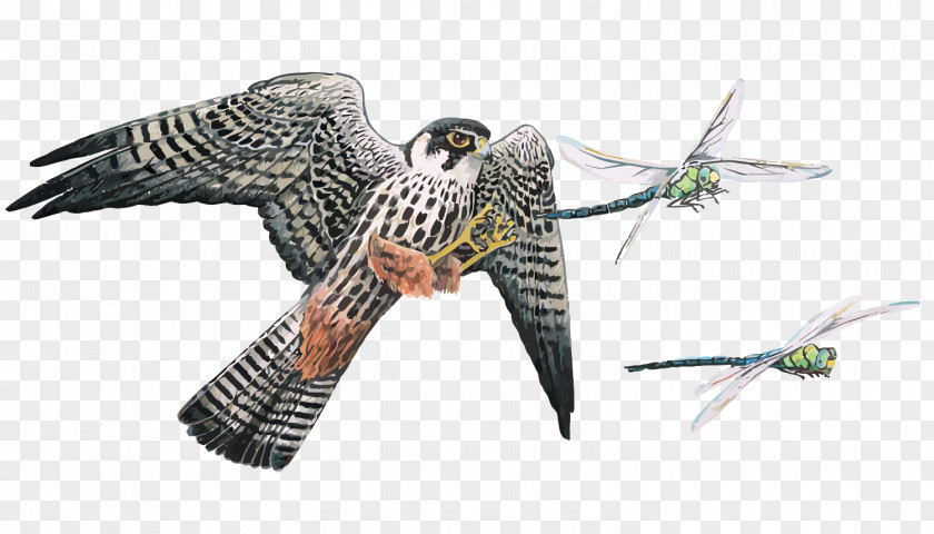Vector Hawk Falcon And Dragonfly Bird Ant Insect Entomophagy PNG