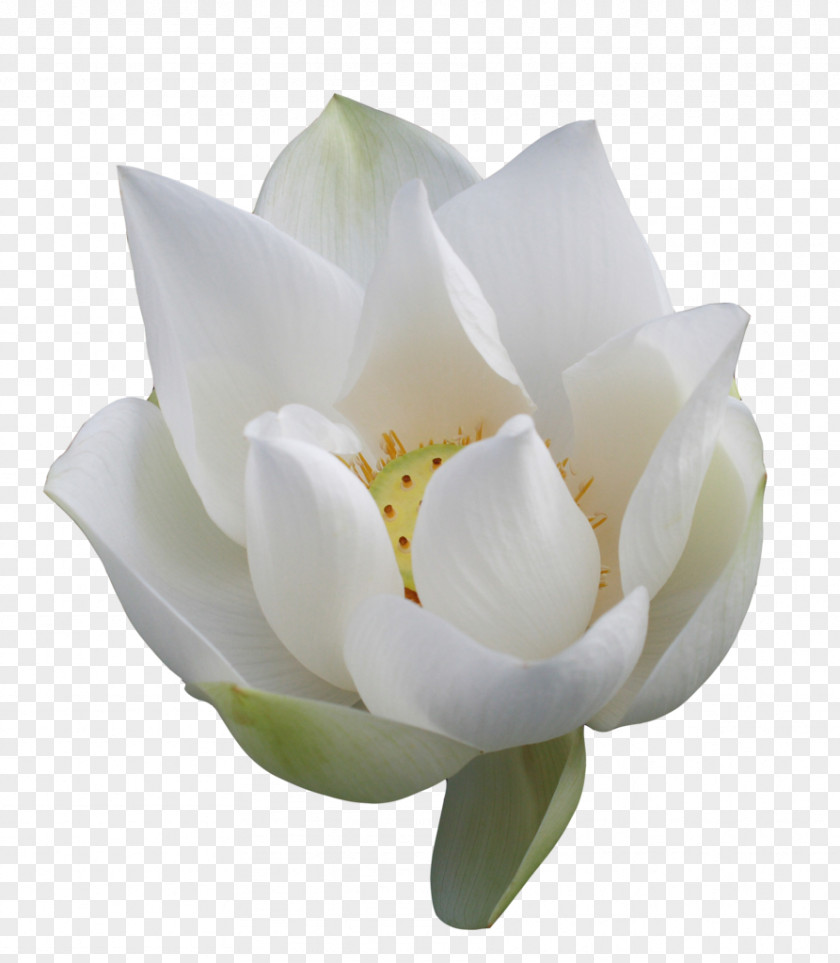 Vector Lotus Nelumbo Nucifera Flower Clip Art PNG