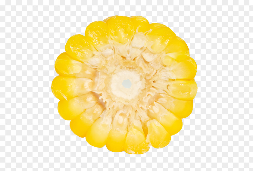 Corn Side View Waxy Organic Food Kernel Corncob PNG