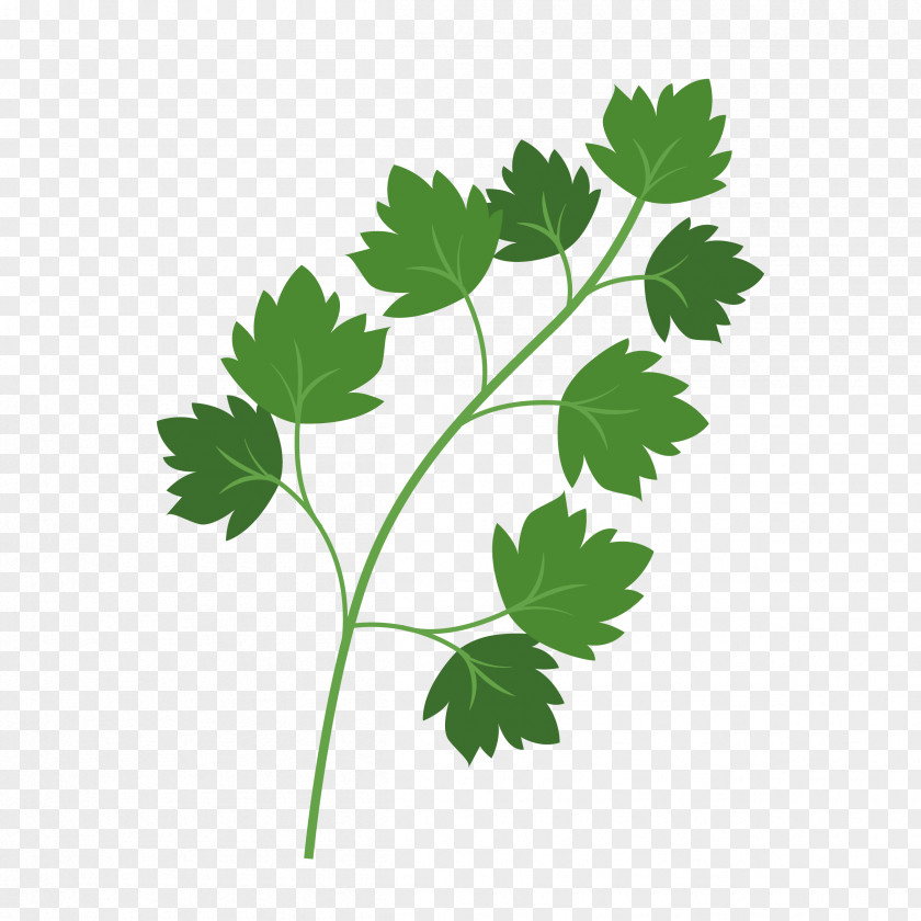 Leaf Parsley Clip Art PNG