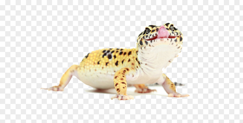 Lizard Animals Reptile Common Leopard Gecko Photography PNG