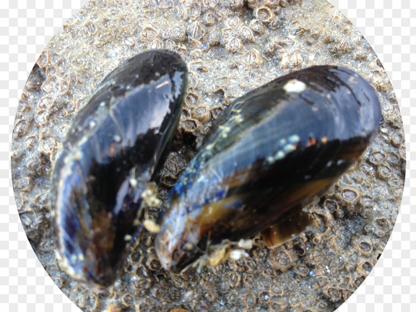 Moules Cockle Mussel Clam PNG