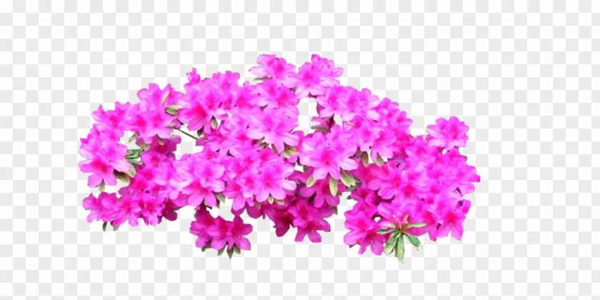 Bright Pink Azalea Plant Shrub Tree PNG