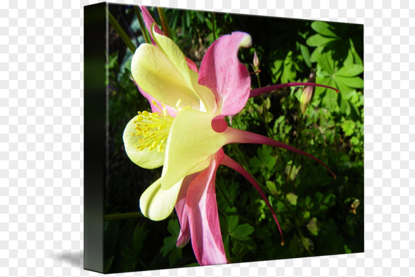 Columbine Canna Moth Orchids Wildflower Plant Stem PNG