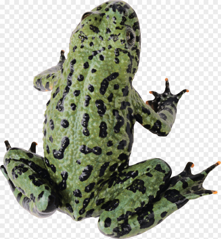 Frog Image Clip Art PNG