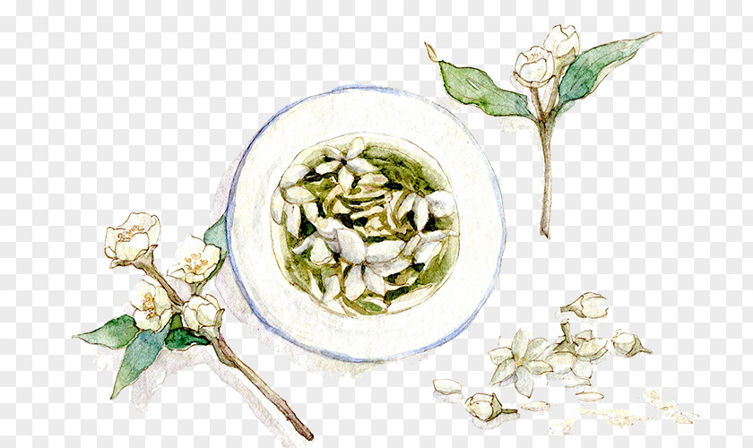 Jasmine Tea Flowering Arabian PNG