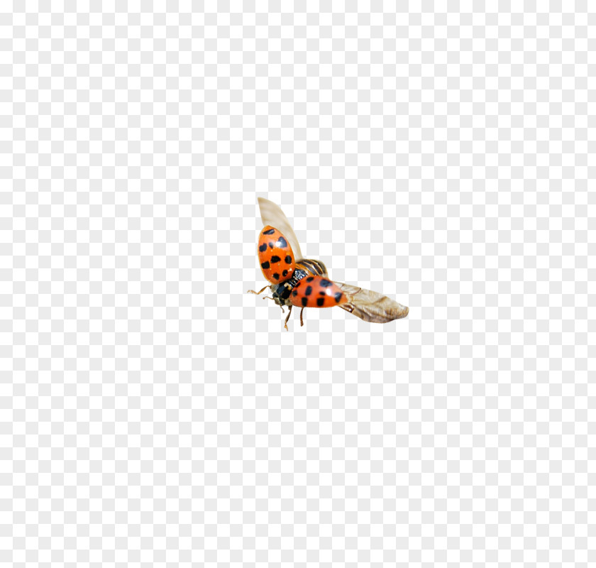 Ladybug Insect Icon PNG