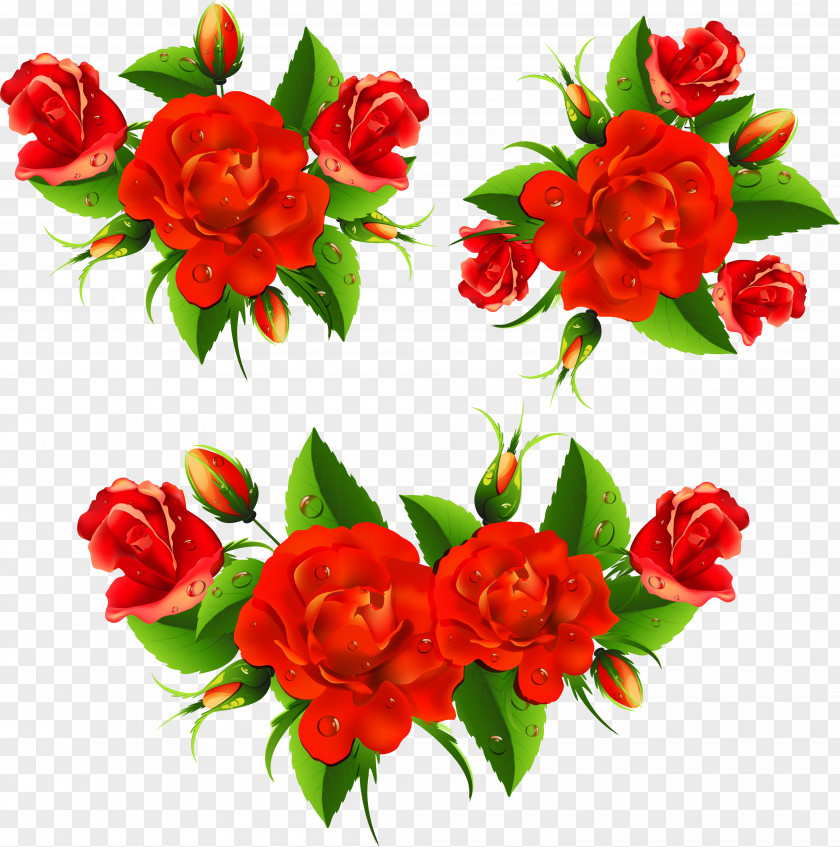 Rose Vector Flower Red Clip Art PNG