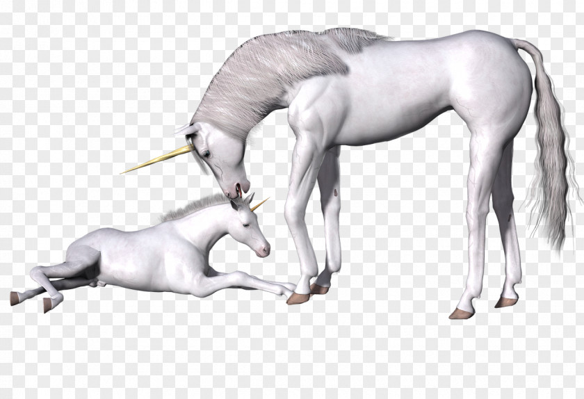 Unicorn Horn Horse Legendary Creature Fairy Tale Mythology PNG