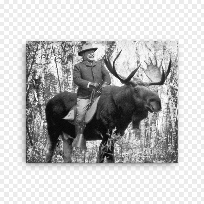 United States The Rough Riders Moose Zazzle PNG