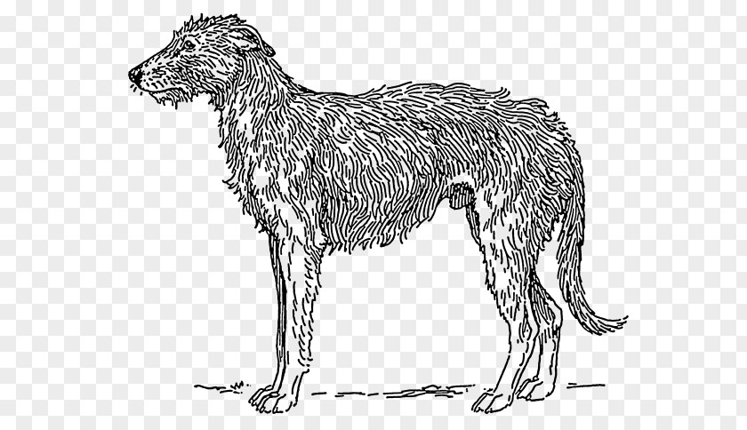 Bichon Frise Scottish Deerhound Irish Wolfhound Borzoi American Staghound Australian PNG