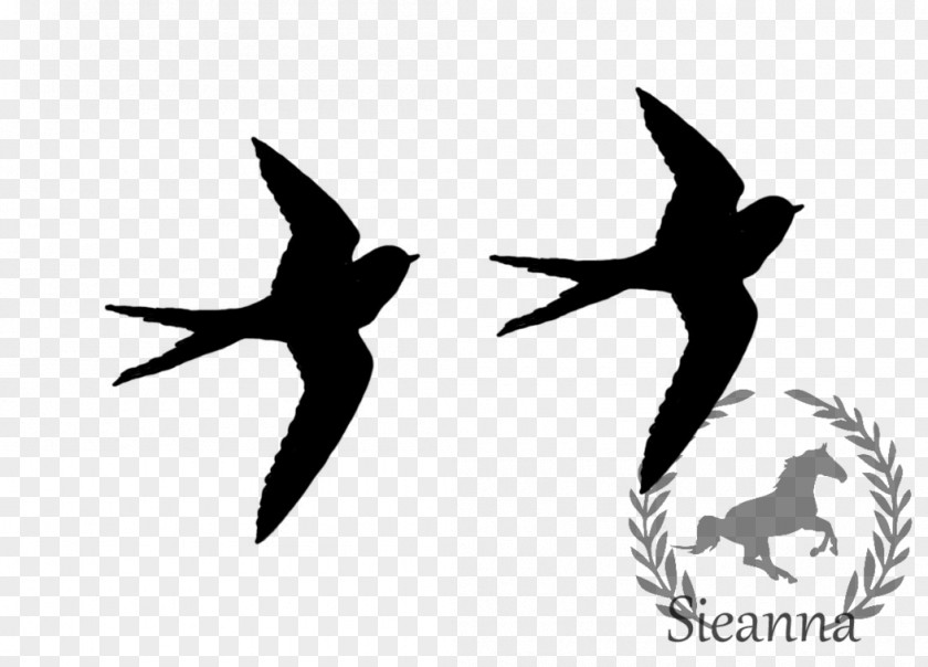 Bird Common Blackbird Drawing Art Clip PNG