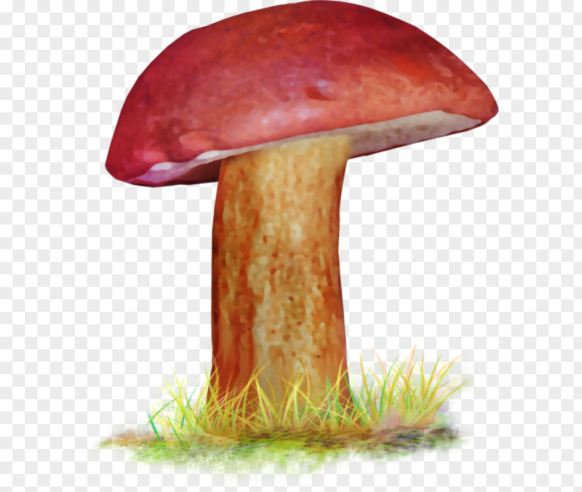 Boletusboletus Edible Mushroom Penny Bun Bolete Medicinal Fungi Medicine PNG
