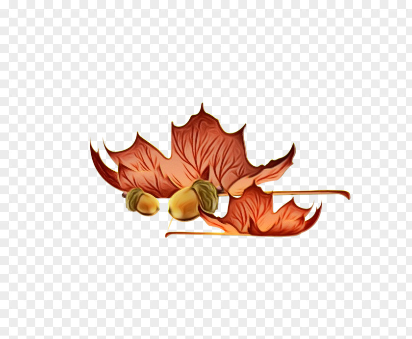 Deciduous Plane Autumn Watercolor PNG