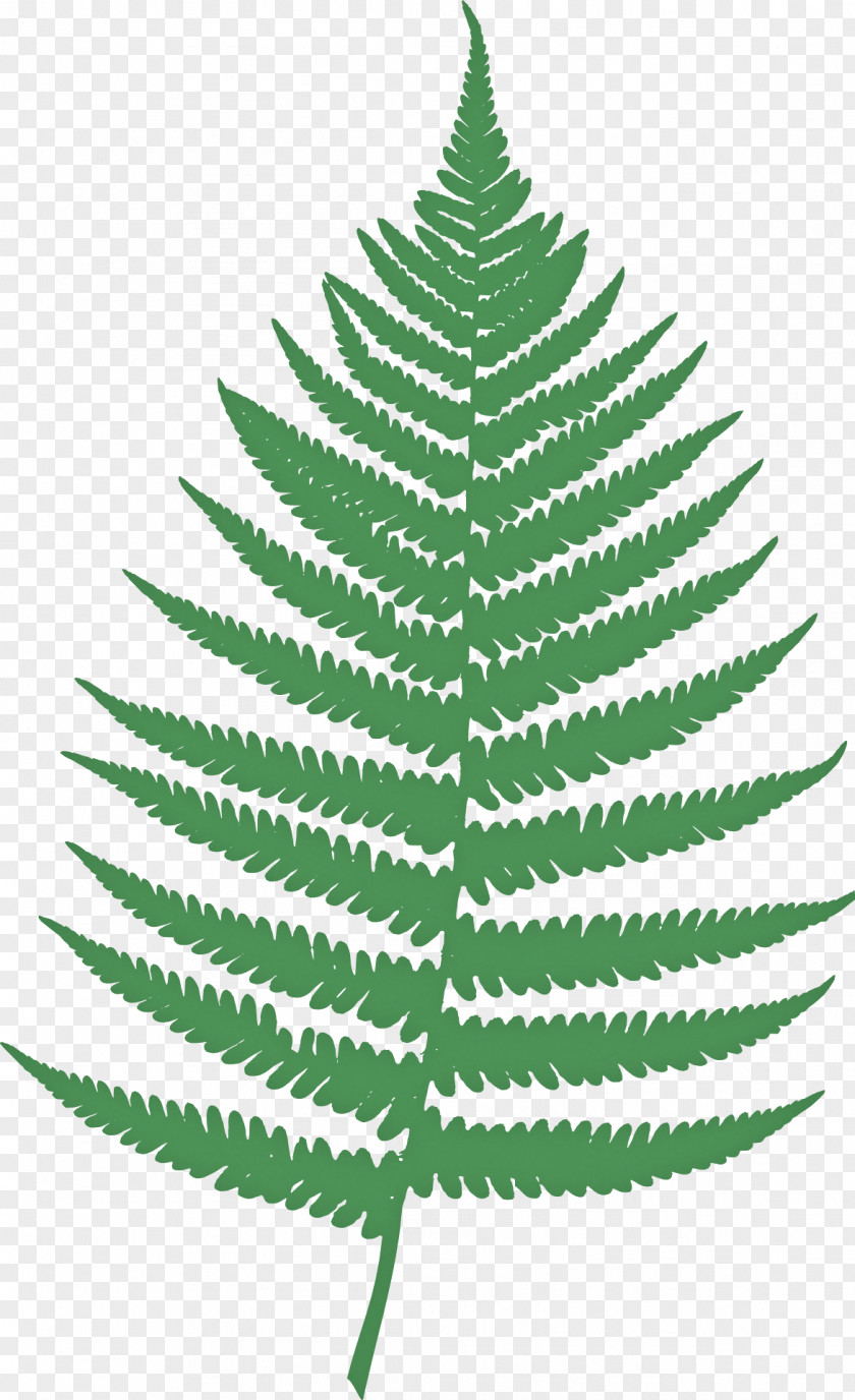 Fern PNG