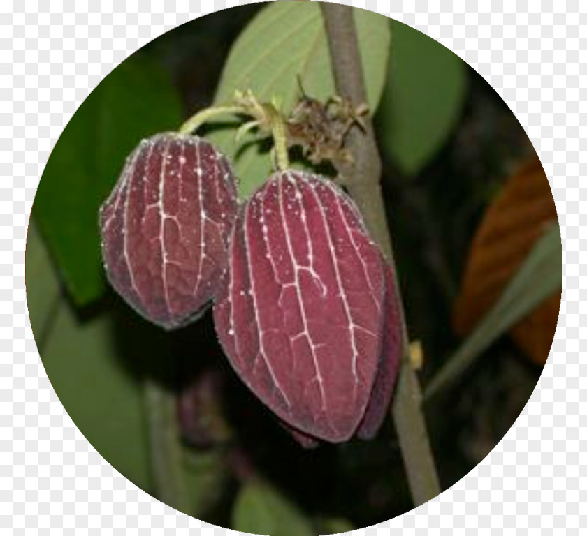 MacRitchie Reservoir Thottea Grandiflora Birthwort Family Dicotyledon PNG
