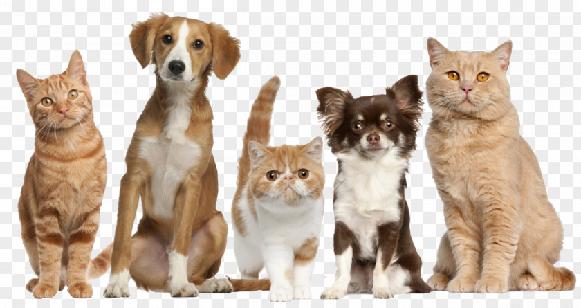 Dogs Cats Cat Food Dog Pet Driggs Veterinary Clinic PNG