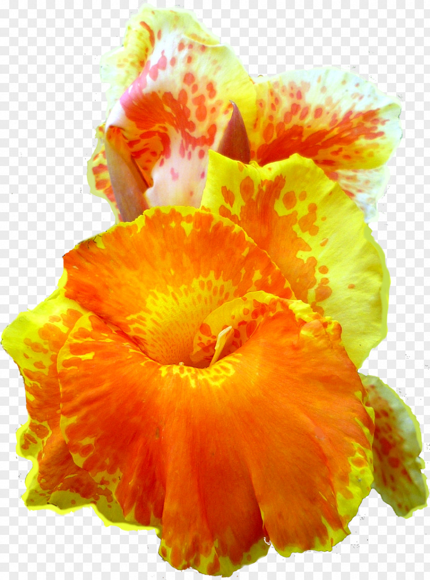 Flower Canna Indica Petal PNG