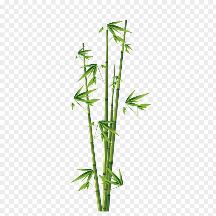 Green Bamboo Bamboe Euclidean Vector PNG