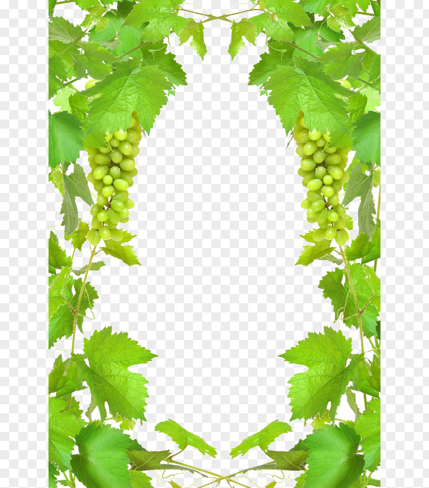 Lime Green Leaf Wine Grape Stock Photography Clip Art PNG