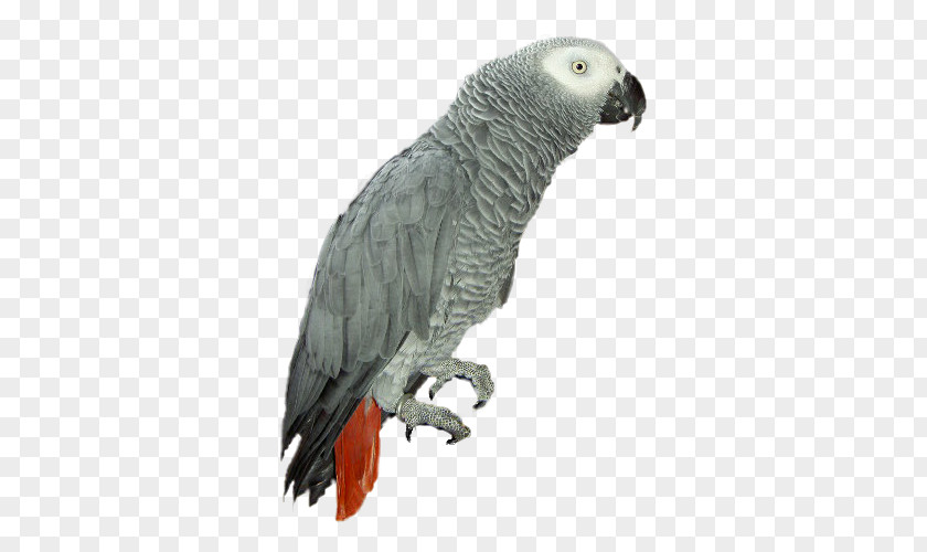 Parrot Grey Bird Adobe Photoshop PNG