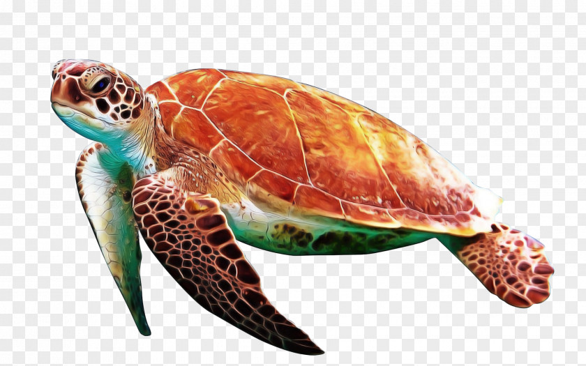 Reptile Kemps Ridley Sea Turtle Background PNG