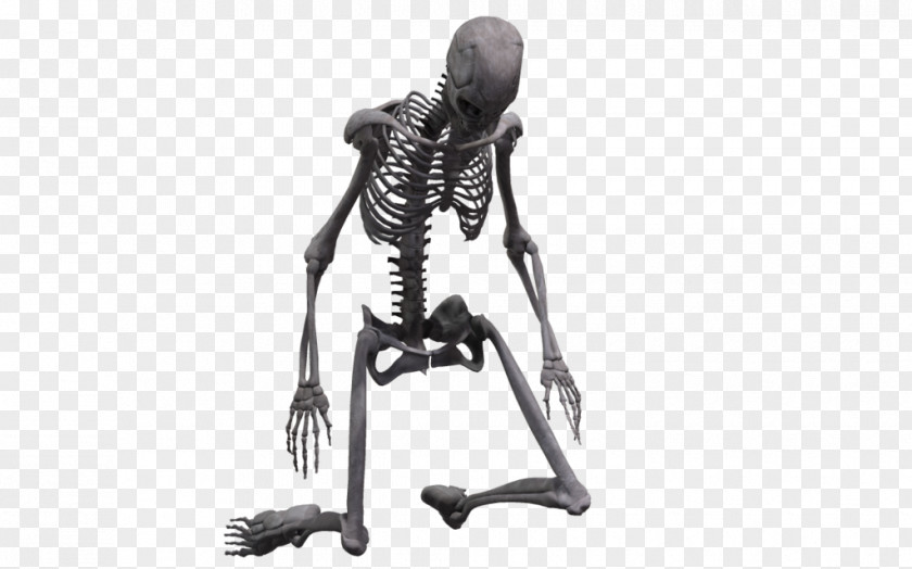 Skeleton Human Bone Joint Homo Sapiens PNG