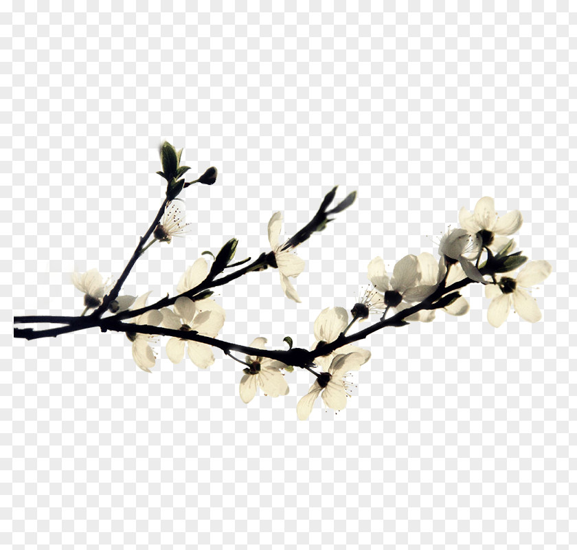 White Pear Flower Branches Haixihai Reservoir Ink Wash Painting PNG