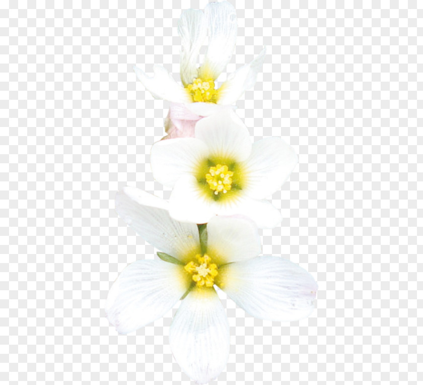 Daffodil Floristry Cut Flowers Petal PNG