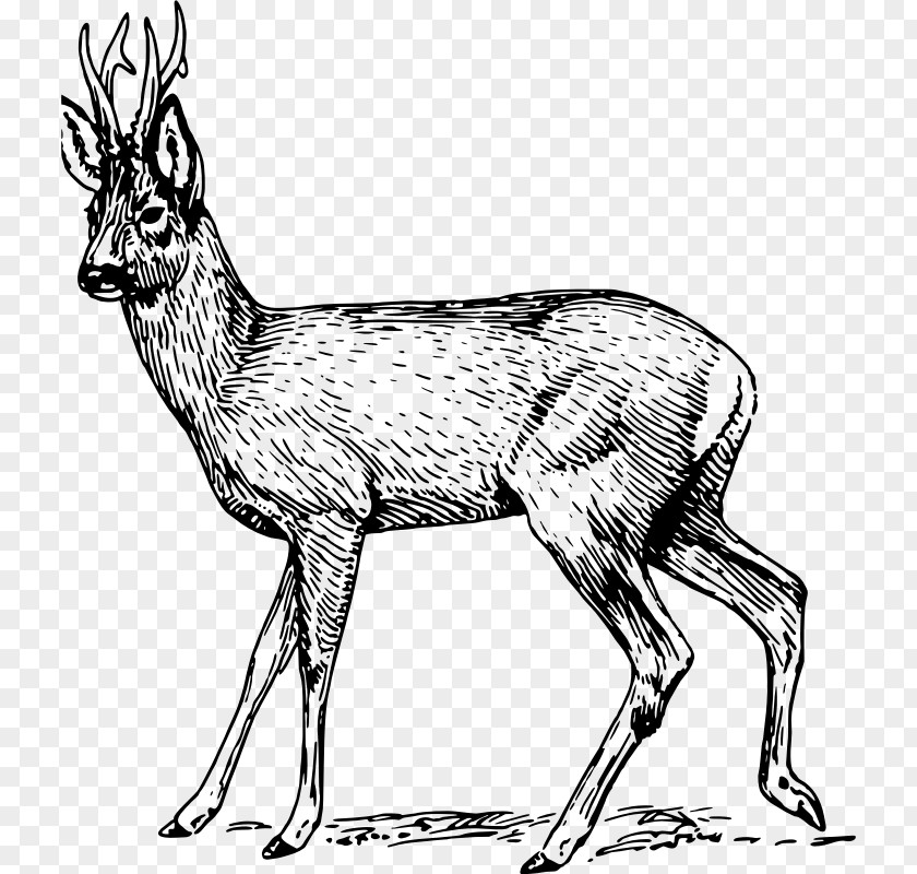 Deer Roe Musk Clip Art PNG