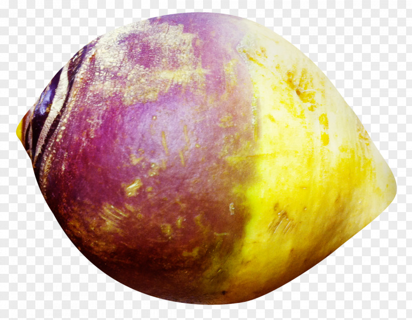 Rutabaga Radish PNG