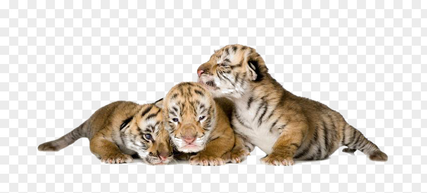 Three Small Tiger Stock Photography Animal PNG