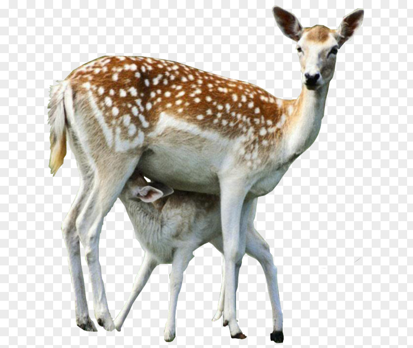 Deer Red Roe PNG