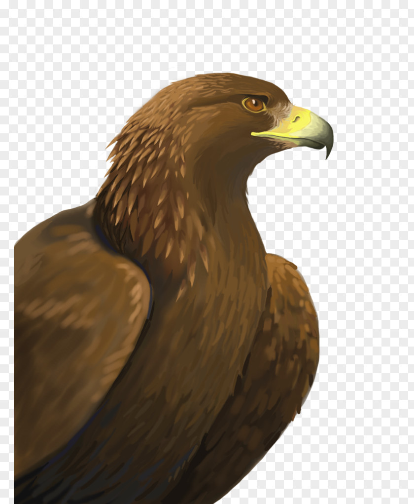 Golden Background Bald Eagle Bird Of Prey PNG