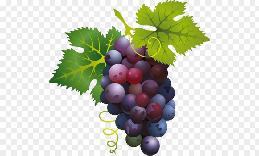 Grape Wine Clip Art PNG