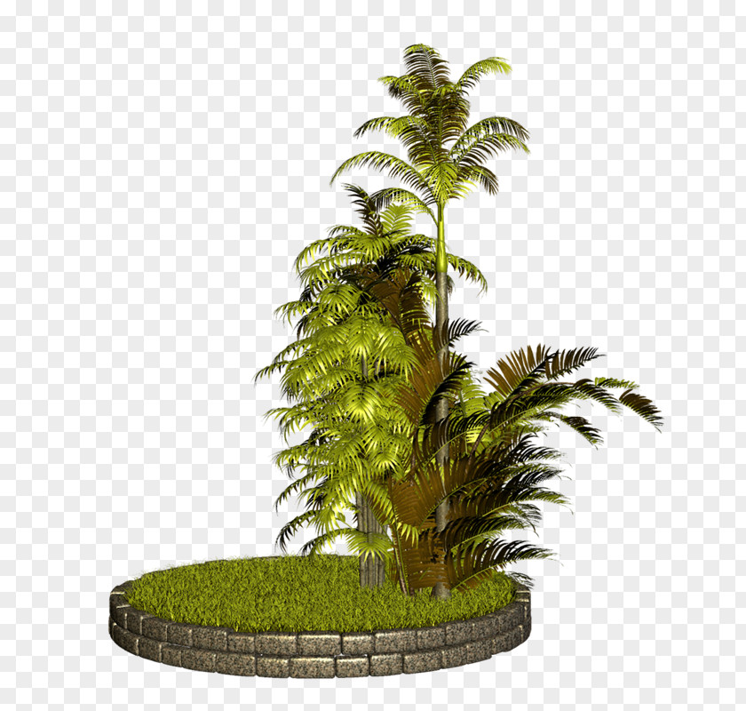 PALMERAS Arecaceae Flowerpot Houseplant Tree Clip Art PNG