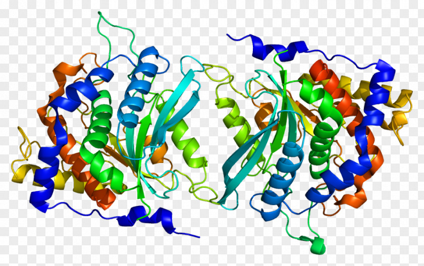 QPCT Glutaminyl-peptide Cyclotransferase Protein Gene Enzyme PNG