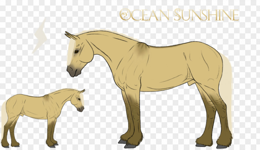 Refusing To Cheat And Discipline Mule Foal Stallion Mustang Pony PNG