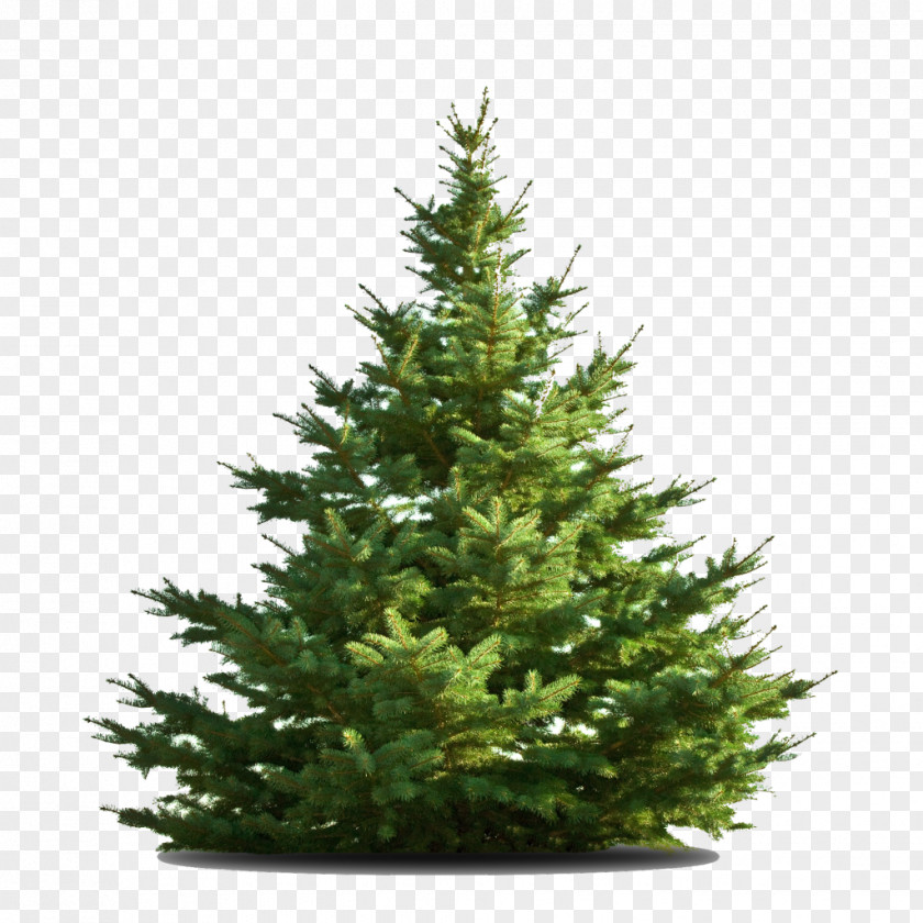 Tree Nordmann Fir Christmas Middletown PNG