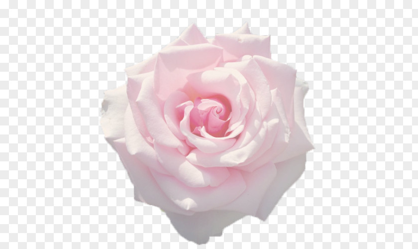 Book Garden Roses In The Presence Of Absence Drawing Cabbage Rose PNG