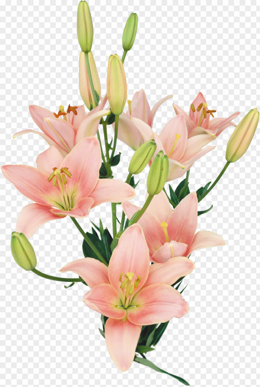 Crocus Lilium Flower Bouquet Clip Art PNG