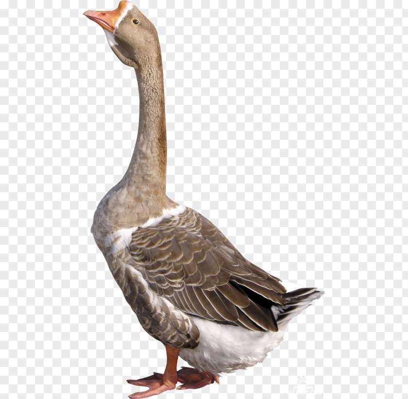Goose Duck Cygnini PNG