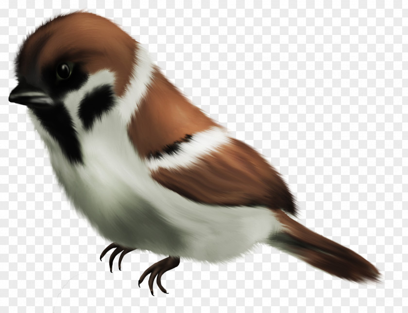 Hand Painted Tail House Sparrow Bird Clip Art PNG