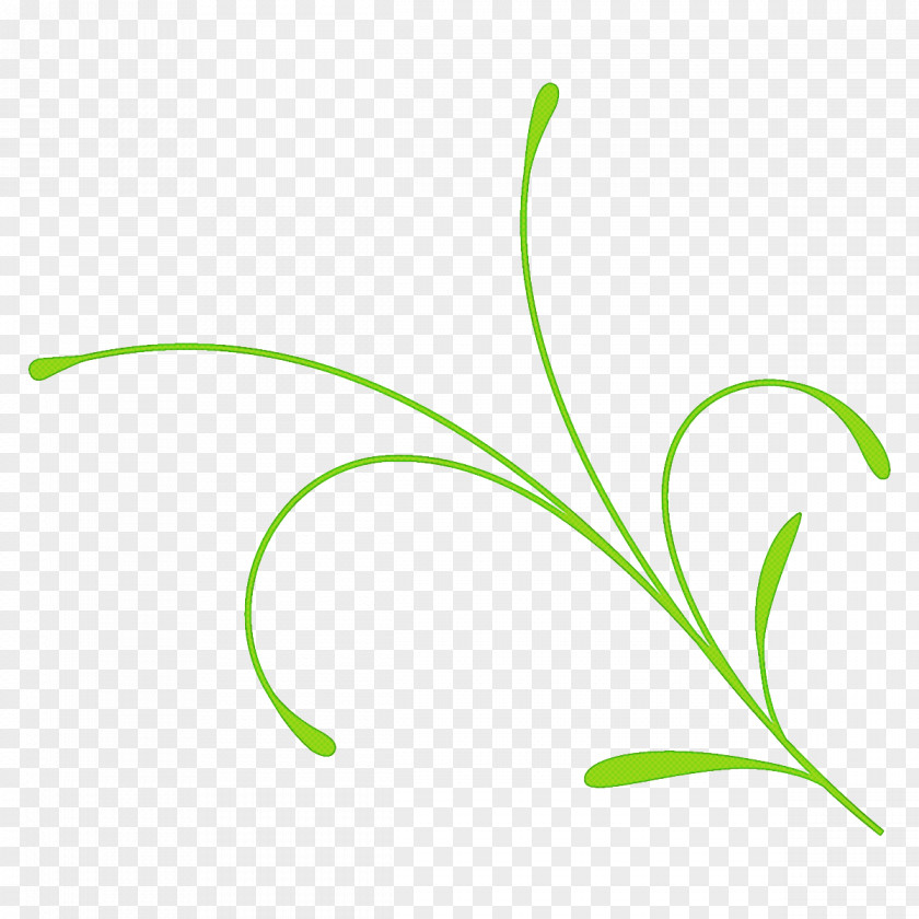 Pedicel Plant Stem Leaf Grass Family Flower PNG