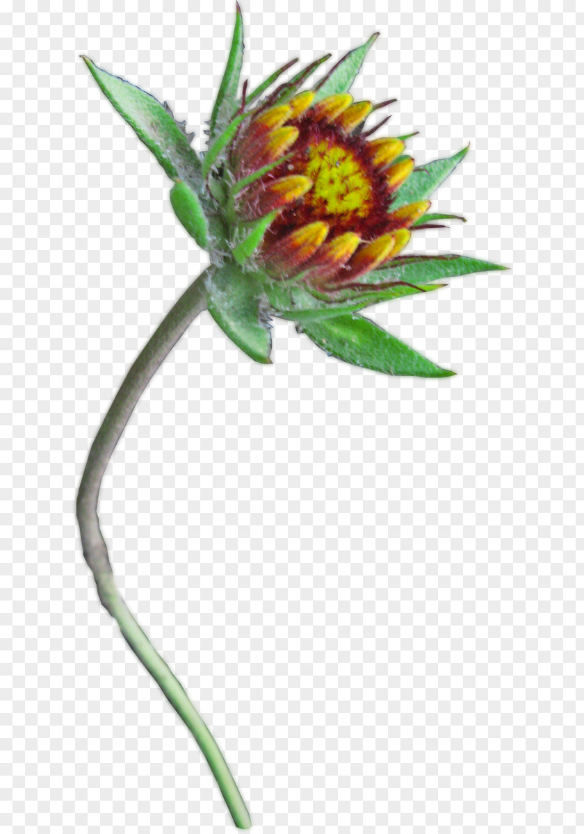 Plant Stem Herbaceous Flowering PNG