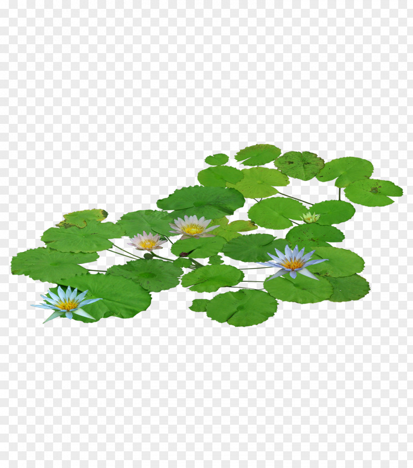A Water Lily Pygmy Water-lily Nelumbo Nucifera Clip Art PNG